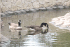 Canada Goose (Branta canadensis)