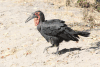 Southern Ground Hornbill (Bucorvus leadbeateri)