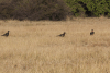 Southern Ground Hornbill (Bucorvus leadbeateri)