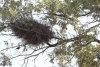 Red-billed Buffalo Weaver Nest