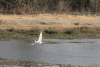 Western Little Egret (Egretta garzetta garzetta)