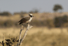 Western Southern White-crowned Shrike (Eurocephalus anguitimens anguitimens)