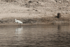 Western Little Egret (Egretta garzetta garzetta)