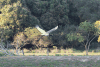 Jabiru (Jabiru mycteria)