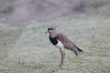 Southern Lapwing (Vanellus chilensis)