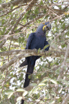 Hyacinth Macaw (Anodorhynchus hyacinthinus)