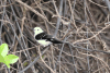 Black-backed Water Tyrant (Fluvicola albiventer)