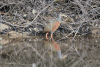 Grey-necked Wood Rail (Aramides cajaneus)