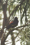 Red-rumped Cacique (Cacicus haemorrhous)