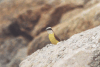 Lesser Kiskadee (Philohydor lictor)