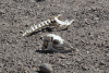 Skeletal Remains Vicuña