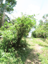 Calabash Tree (Crescentia cujete)