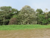 Various Flowering Trees Along