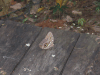 Lepidoptera (Lepidoptera fam.)