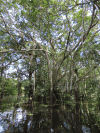 Huge Strangler Fig