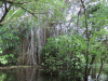 Different Kind Strangler Fig