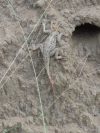 Red-headed Rock Agama (Agama agama)