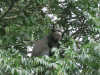 Putty-nosed Monkey (Cercopithecus nictitans)