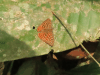 Lepidoptera (Lepidoptera fam.)