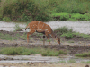 Kéwel Bushbuck (Tragelaphus scriptus)