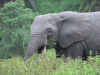 African Forest Elephant (Loxodonta cyclotis)