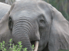 African Forest Elephant (Loxodonta cyclotis)