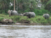 African Forest Elephant (Loxodonta cyclotis)