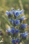 Viper's Bugloss (Echium vulgare)