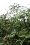 Huge Tree Fern