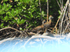 West Indian Whistling Duck (Dendrocygna arborea)