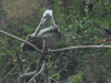 Brown Pelican (Pelecanus occidentalis)