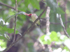 Broad-billed Tody (Todus subulatus)