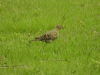 Mourning Dove (Zenaida macroura)