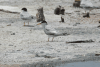 Least Tern (Sternula antillarum)