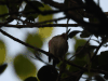 Narrow-billed Tody (Todus angustirostris)