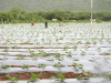 Farm Workers Working Vegetable