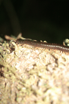 Round-backed Millipede (Juliformia ord.)