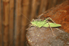 True Katydid (Pseudophyllinae gen.)