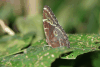 Lepidoptera (Lepidoptera fam.)