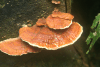 Mushrooms