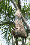 Large Wasp Nest