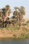 Date Palm Grove Village