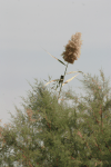 Tall Reed Grass Towering