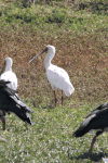 African Spoonbill (Platalea alba)