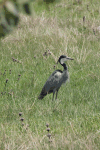 Black-headed Heron (Ardea melanocephala)