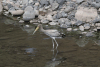 Yellow-billed Stork (Mycteria ibis)