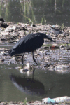 Black Heron (Egretta ardesiaca)