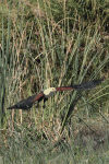 African Fish Eagle (Haliaeetus vocifer)