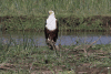 African Fish Eagle (Haliaeetus vocifer)