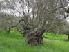 Old Olive Tree Growing